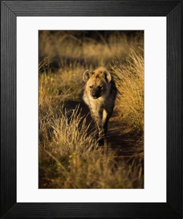 Framed Print : Spotted Hyaena (Hyena) (Crocuta crocuta) Framed Print : Spotted Hyaena (Hyena) (Crocuta crocuta)