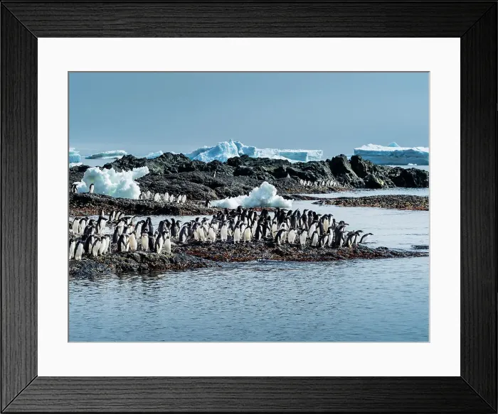 Framed Print : Adelie Penguins Antarctica Brown Bluff Climate Change Framed Print : Adelie Penguins Antarctica Brown Bluff Climate Change