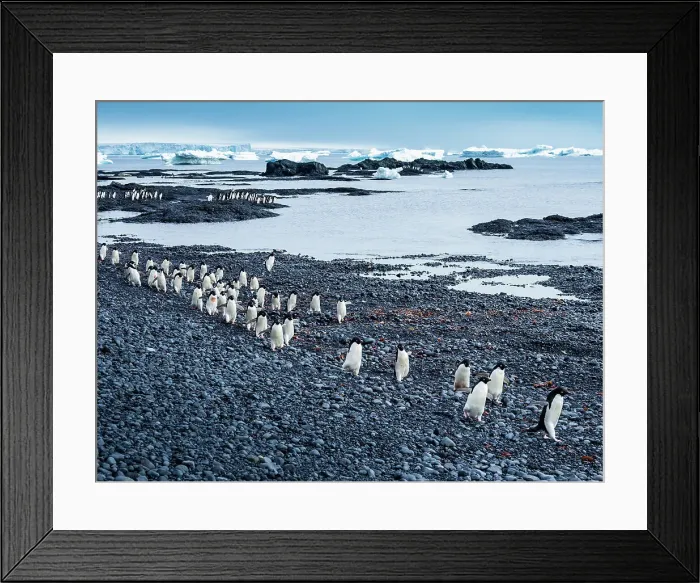 Framed Print : Adelie Penguins Antarctic Peninsula Antarctica Framed Print : Adelie Penguins Antarctic Peninsula Antarctica