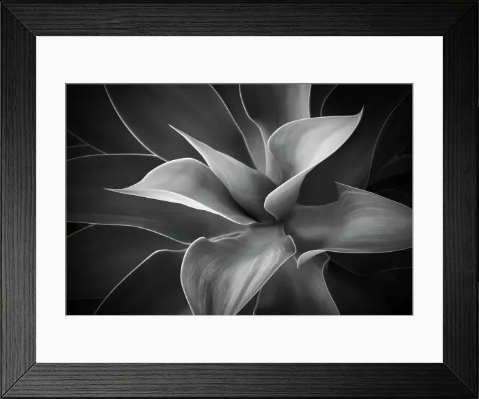 Framed Print : Agave. Light shining on centre of Agave - B&W Framed Print : Agave. Light shining on centre of Agave - B&W