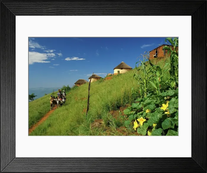 Framed Print : Zulu women and young boys. Transporting goods with donkeys Framed Print : Zulu women and young boys. Transporting goods with donkeys