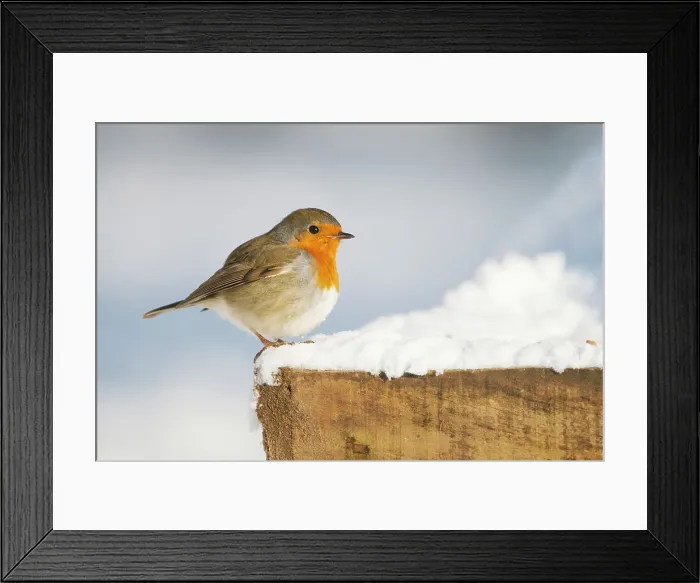 Framed Print : Robin Erithacus rubecula adult perched in snow Norfolk U Framed Print : Robin Erithacus rubecula adult perched in snow Norfolk U