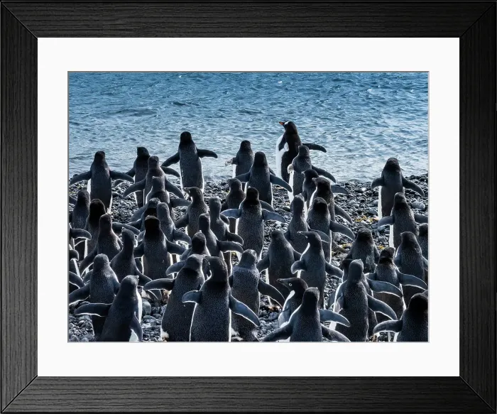 Framed Print : Adelie Penguins Antarctica Climate Change Global Warming Framed Print : Adelie Penguins Antarctica Climate Change Global Warming