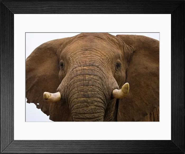 Framed Print : African Elephant (Loxodonta africana) Framed Print : African Elephant (Loxodonta africana)