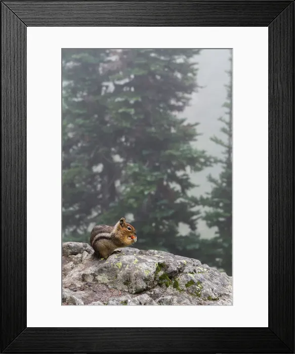 Framed Print : Callospermophilus lateralis Framed Print : Callospermophilus lateralis