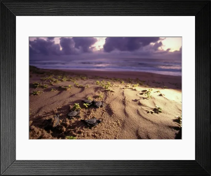 Framed Print : Loggerhead Sea Turtle (Caretta caretta) Hatchlings Framed Print : Loggerhead Sea Turtle (Caretta caretta) Hatchlings