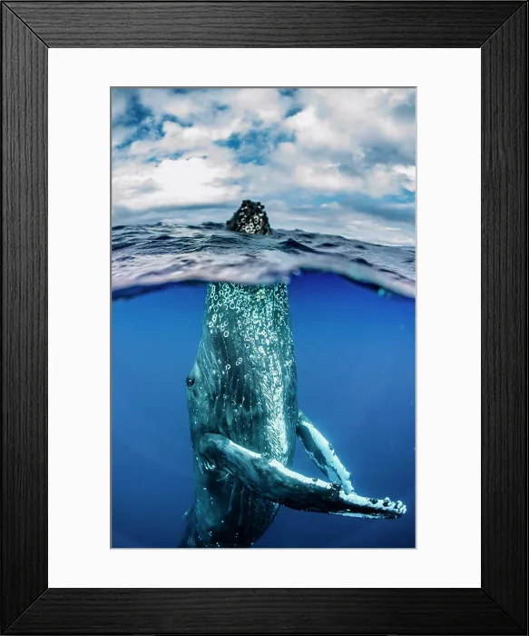 Framed Print : Underwater Photo, Humpback Whale (Megaptera novaeangliae) rising to the surface for a spyhop, Maui, Hawaii