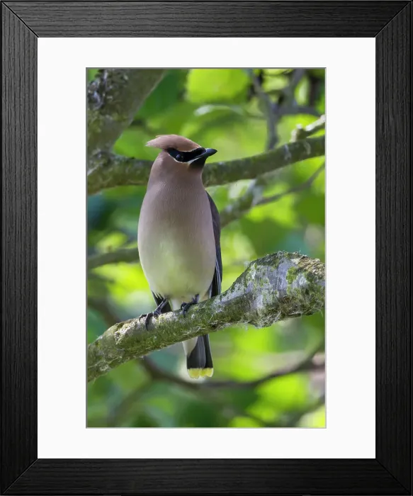 Framed Print : Bombycilla cedrorum, A Cedar Waxwing Perches on a Branch Framed Print : Bombycilla cedrorum, A Cedar Waxwing Perches on a Branch