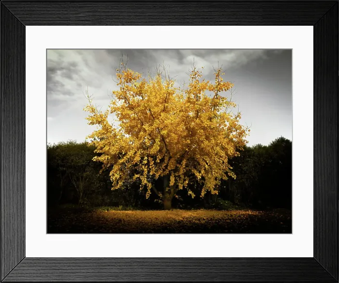 Framed Print : Ginko tree Framed Print : Ginko tree