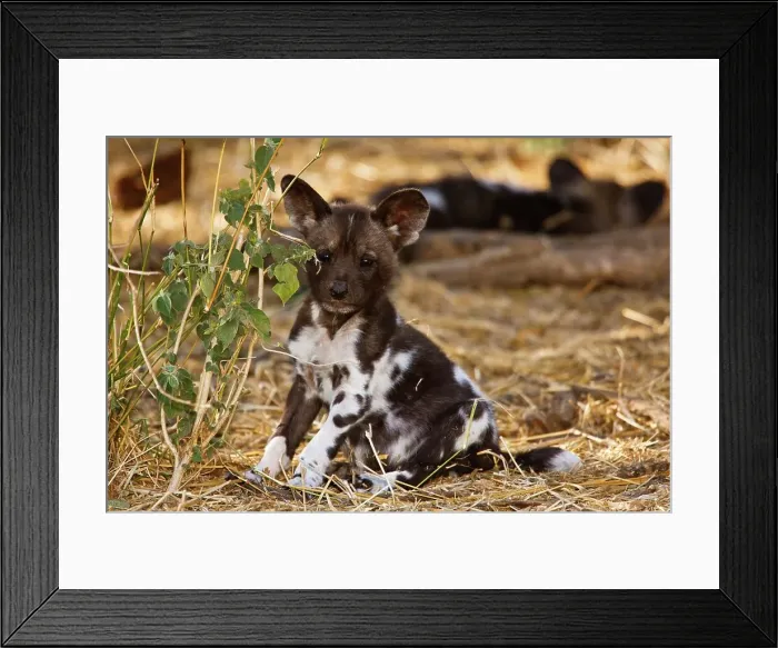 Framed Print : Wild Dog (Lycaon pictus) puppies Framed Print : Wild Dog (Lycaon pictus) puppies