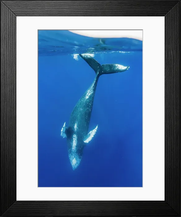 Framed Print : Blue Water Close Approach Endangered Species Framed Print : Blue Water Close Approach Endangered Species