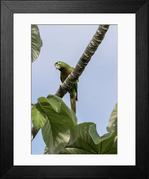 Framed Print : Olive-throated Parakeet, aratinga nana, Belize
