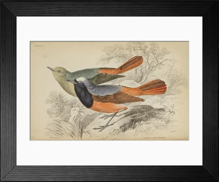 Framed Print : 1835 Antique Art Biology Bird Birds Classification