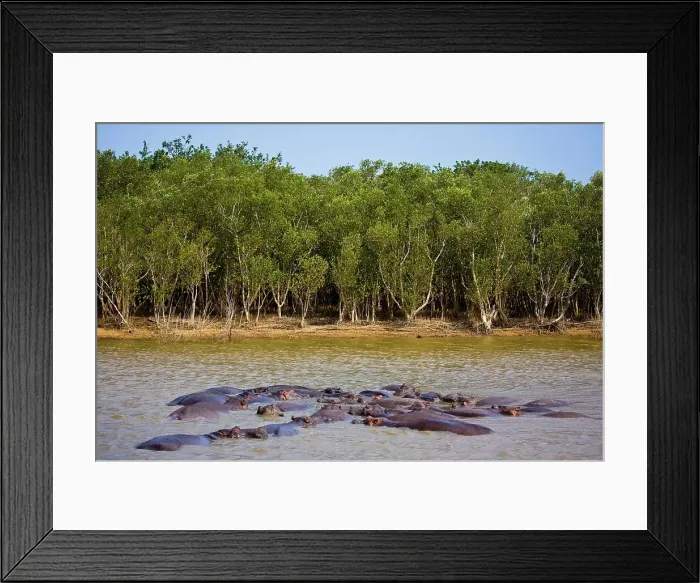 Framed Print : Hippopotamus (Hippopotamus amphibius) Framed Print : Hippopotamus (Hippopotamus amphibius)