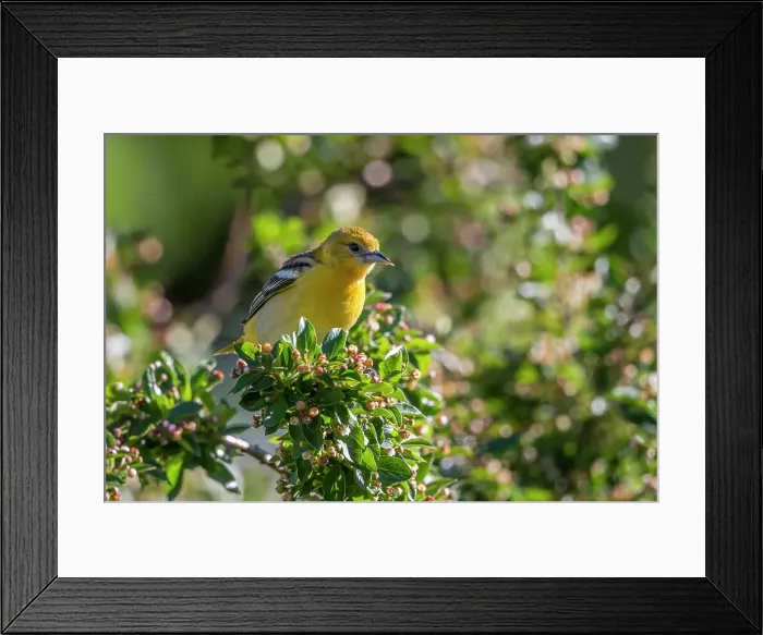 Framed Print : Icterus galbula Framed Print : Icterus galbula