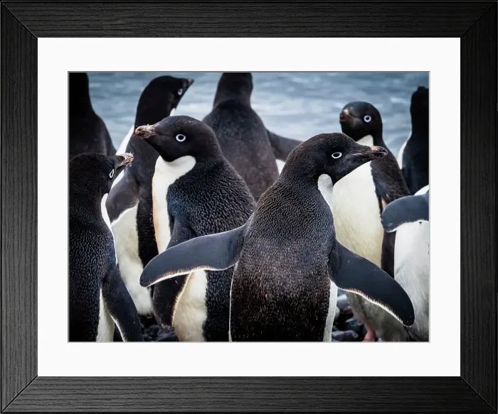 Framed Print : Adelie Penguins Antarctica Climate Change Global Warming Framed Print : Adelie Penguins Antarctica Climate Change Global Warming