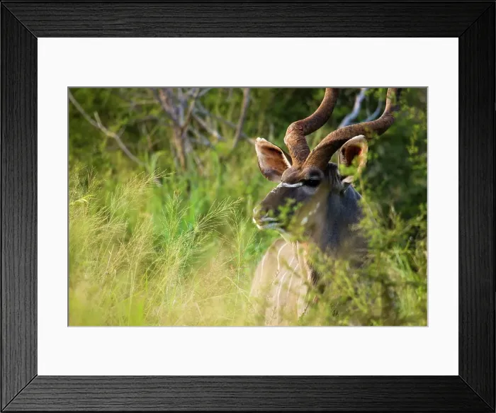 Framed Print : Kudu (Tragelaphus strepsiceros) Framed Print : Kudu (Tragelaphus strepsiceros)