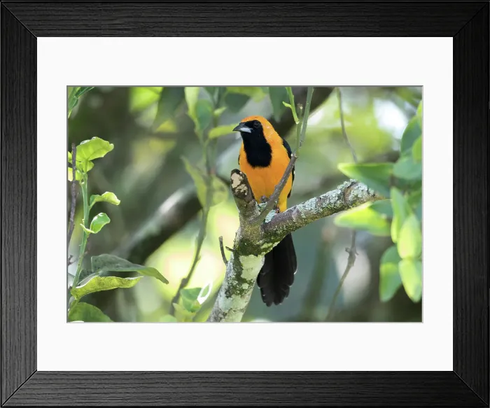 Framed Print : Male Hooded Oriole, Icterus cucullatus, Belize