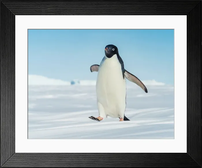Framed Print : Adelie Penguins Antarctica Antarctica South Pole Framed Print : Adelie Penguins Antarctica Antarctica South Pole