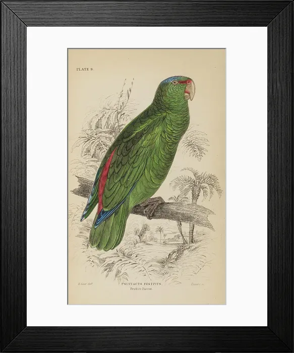 Framed Print : 1835 Antique Art Biology Bird Birds Classification Framed Print : 1835 Antique Art Biology Bird Birds Classification