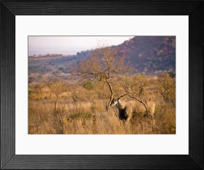 Framed Print : Eland (Taurotragus oryx). Pilanesberg Game Reserve