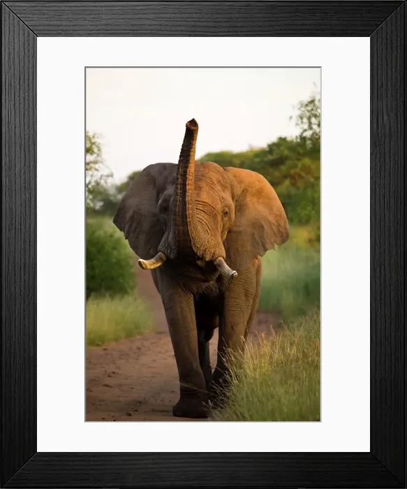 Framed Print : African Elephant (Loxodonta africana) Framed Print : African Elephant (Loxodonta africana)