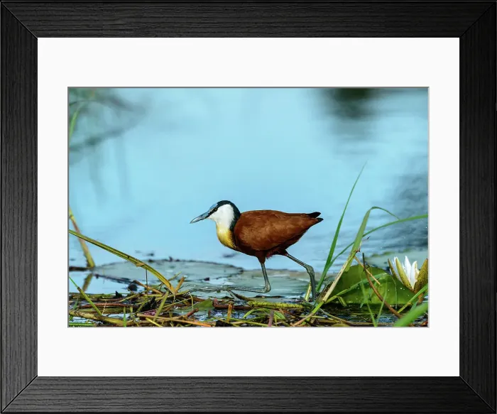 Framed Print : African jacana (Actophilornis africanus) Framed Print : African jacana (Actophilornis africanus)