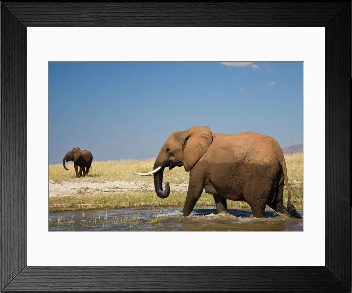 Framed Print : African Elephant Loxodonta Africana} Framed Print : African Elephant Loxodonta Africana}