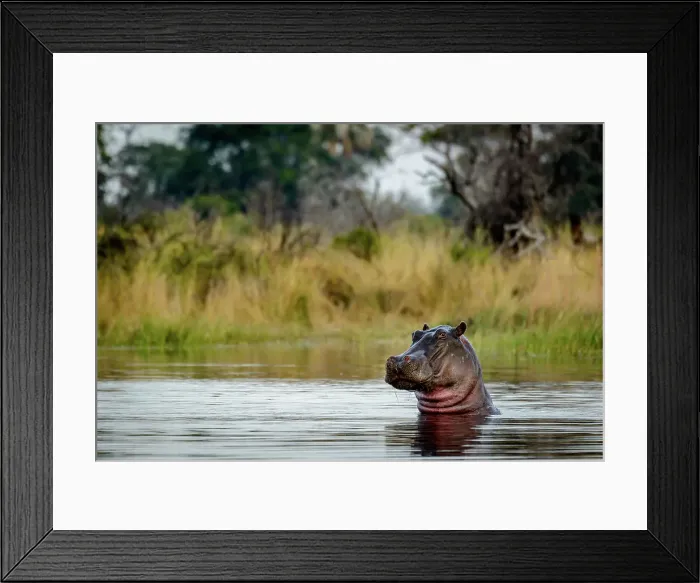 Framed Print : Common hippopotamus or hippo (Hippopotamus amphibius) Framed Print : Common hippopotamus or hippo (Hippopotamus amphibius)