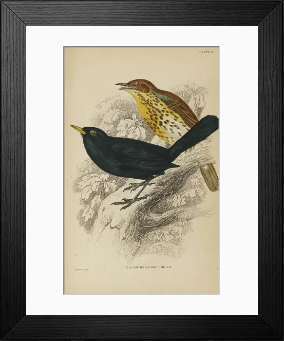 Framed Print : 1835 Antique Art Biology Bird Birds Classification