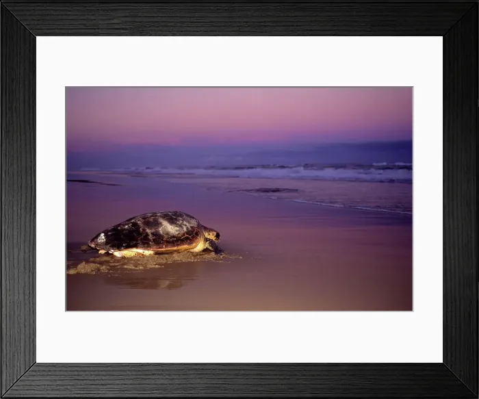 Framed Print : Loggerhead turtle. Boteler Point Framed Print : Loggerhead turtle. Boteler Point