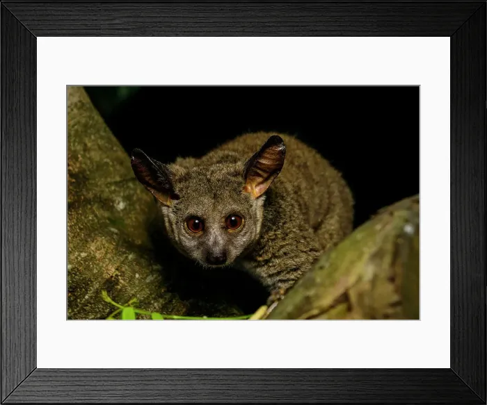 Framed Print : Thick-tailed greater galago, Garnett's greater galago Framed Print : Thick-tailed greater galago, Garnett's greater galago