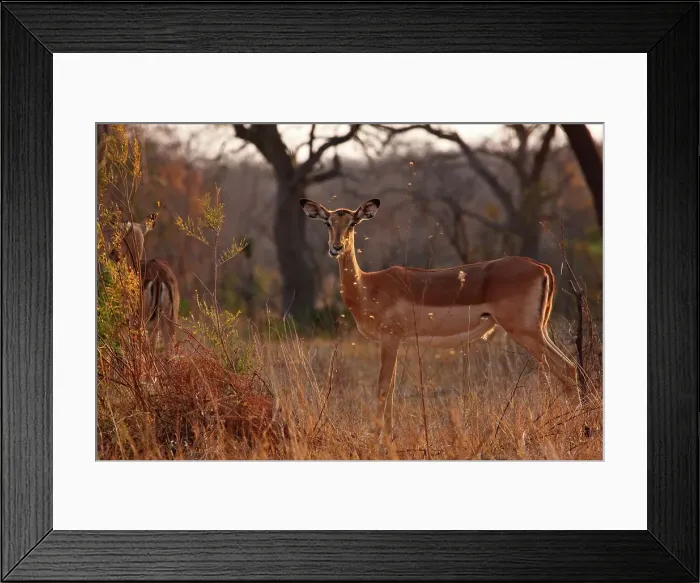 Framed Print : Impala Aepyceros malampus}. Kruger National Park