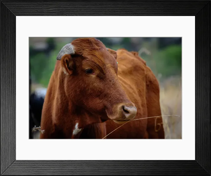 Framed Print : Nguni Cow. KwaZulu Natal. South Africa
