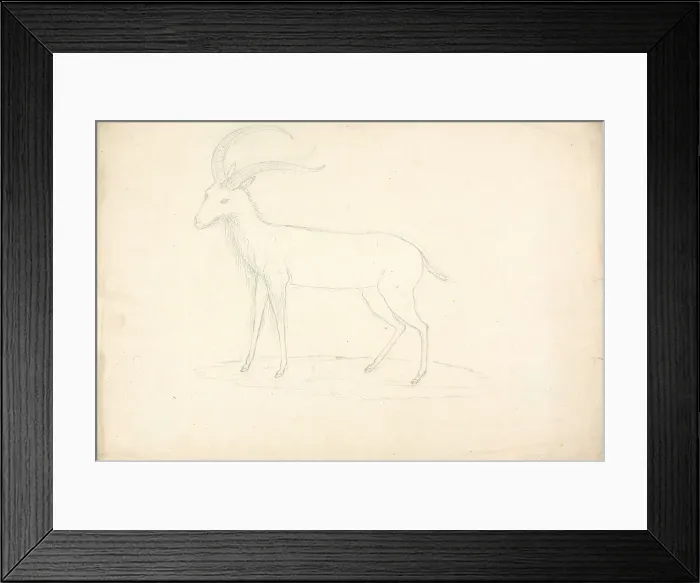 Framed Print : Unidentified Madoqua Dik-dik Study Head Skull