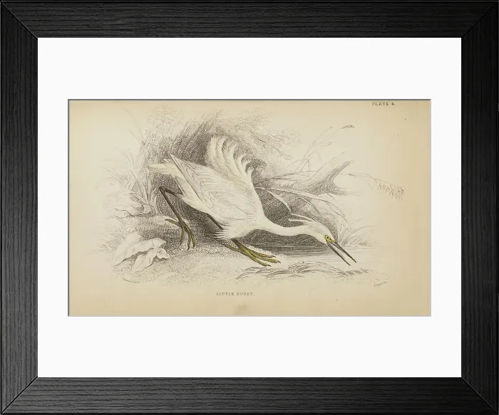 Framed Print : 1835 Antique Art Biology Bird Birds Classification Framed Print : 1835 Antique Art Biology Bird Birds Classification