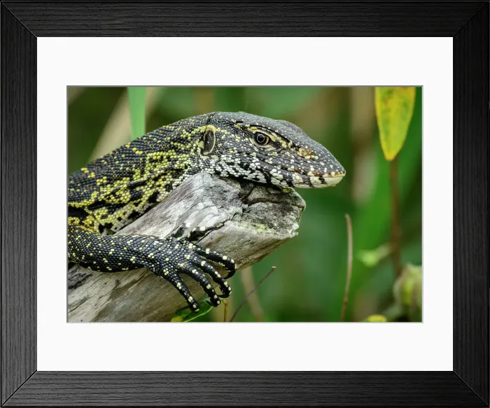 Framed Print : Water Monitor (Varanus nilotica) Framed Print : Water Monitor (Varanus nilotica)