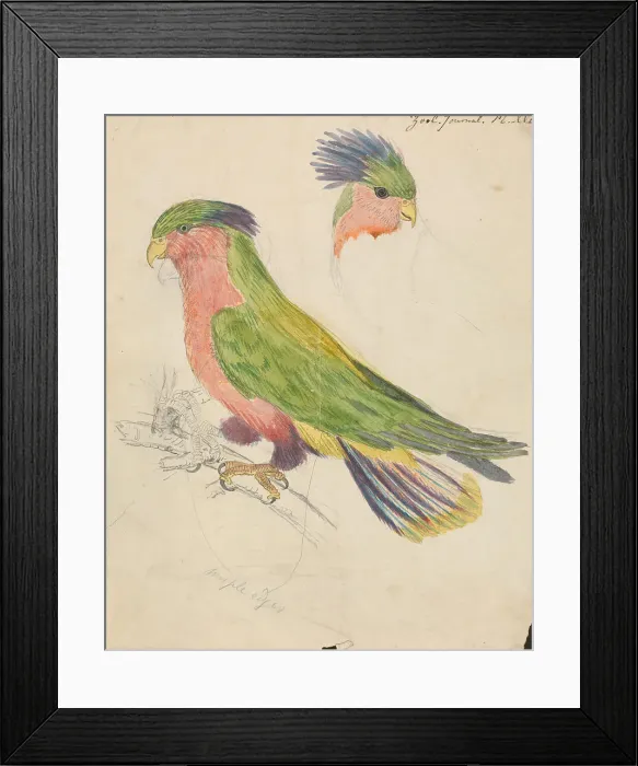 Framed Print : Cockatoo James De Carle Sowerby 1787-1871 British Framed Print : Cockatoo James De Carle Sowerby 1787-1871 British