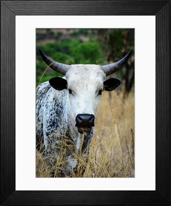 Framed Print : Nguni Cow. KwaZulu Natal. South Africa