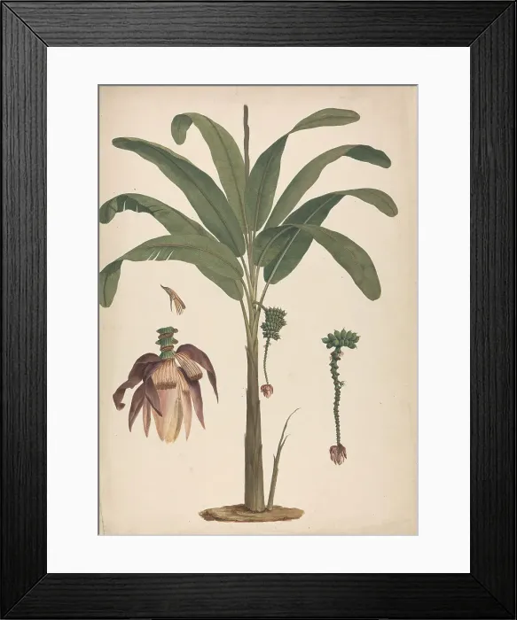 Framed Print : Musa X Sapientum L. Banana Preliminary Outline Drawing Framed Print : Musa X Sapientum L. Banana Preliminary Outline Drawing
