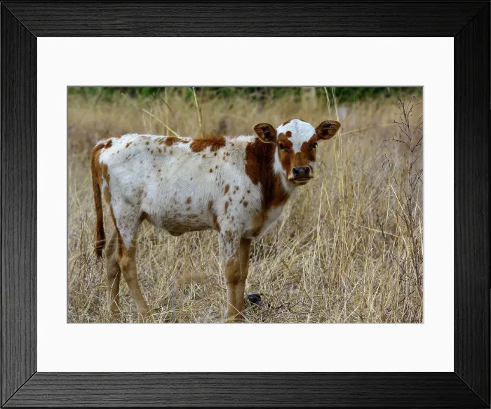 Framed Print : Nguni calf suckling. KwaZulu Natal Framed Print : Nguni calf suckling. KwaZulu Natal