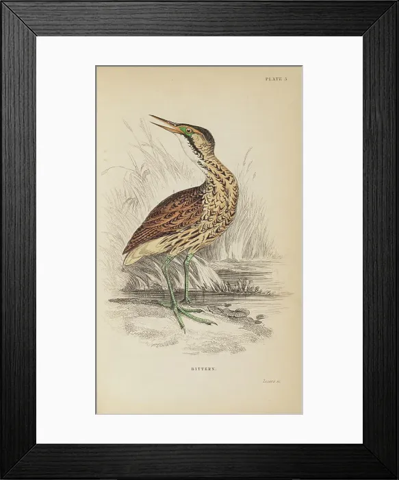 Framed Print : 1835 Antique Art Biology Bird Birds Classification