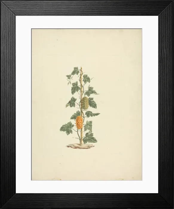 Framed Print : Gardenia Ternifolia Schum.& Thonn. Wild Gardenia