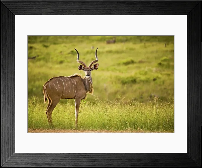 Framed Print : Kudu (Tragelaphus strepsiceros) Framed Print : Kudu (Tragelaphus strepsiceros)
