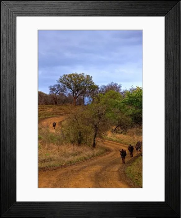 Framed Print : Blue Wildebeest (Connochaetes Taurinus)