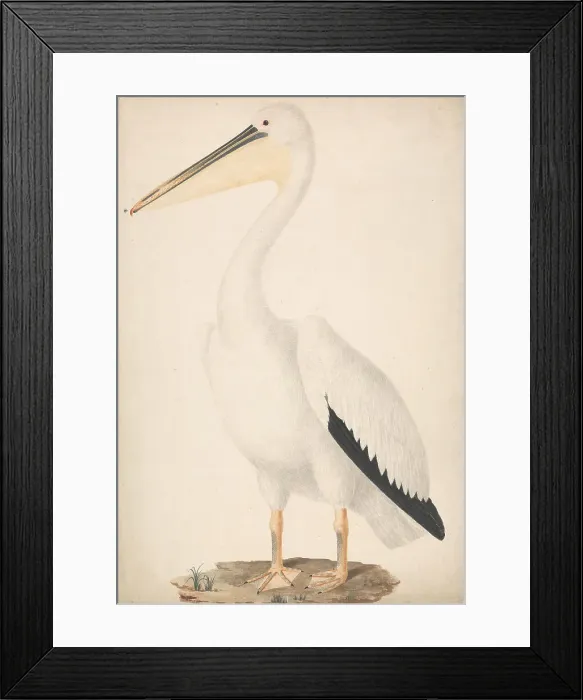 Framed Print : Unidentified Ungulate James Bruce 1730-1794 Framed Print : Unidentified Ungulate James Bruce 1730-1794