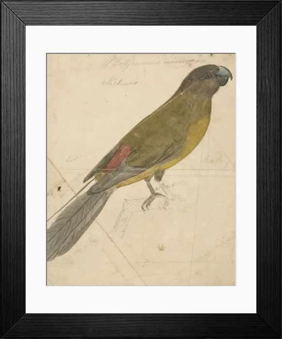 Framed Print : Parrot James De Carle Sowerby 1787-1871 British Framed Print : Parrot James De Carle Sowerby 1787-1871 British