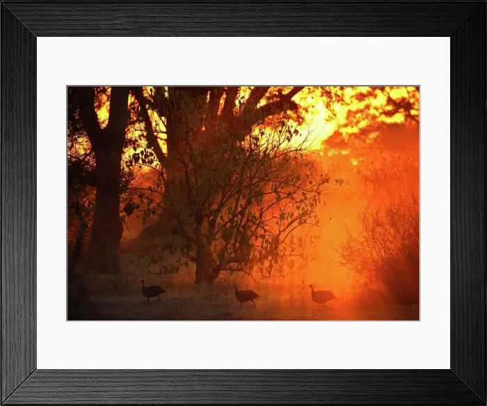Framed Print : Helmeted Guineafowl (Numida meleagris) Framed Print : Helmeted Guineafowl (Numida meleagris)