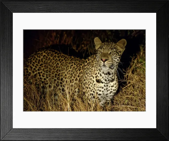 Framed Print : Leopard (Panthera pardus). Kruger National Park Framed Print : Leopard (Panthera pardus). Kruger National Park