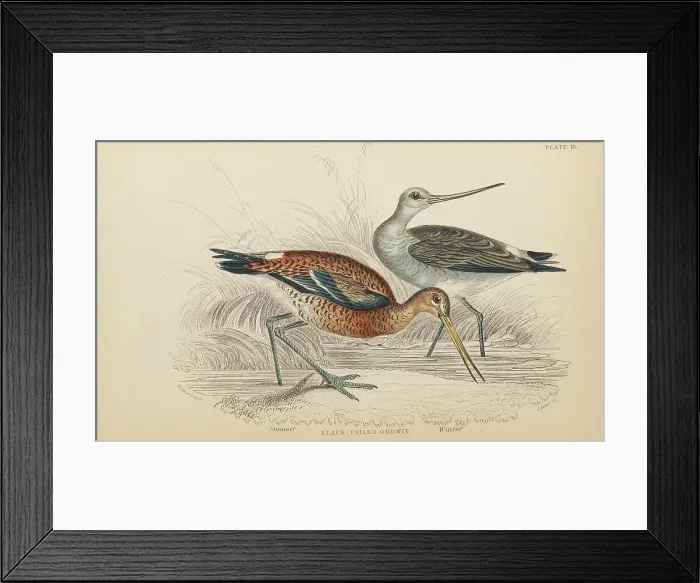 Framed Print : 1835 Antique Art Biology Bird Birds Classification